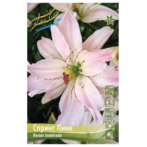 Лилия азиатский гибрид Spring Pink, 12/14 (1 шт.), цена 251р