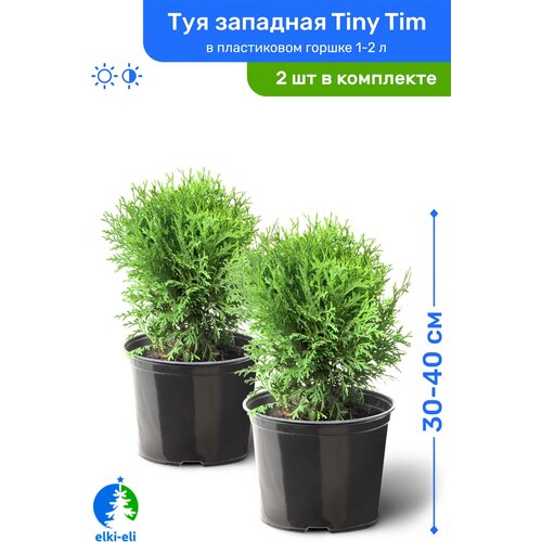 Туя западная Tiny Tim (Тини Тим) 30-40 см в пластиковом горшке 1-2 л, саженец, хвойное живое растение, комплект из 2 шт, цена 5690р