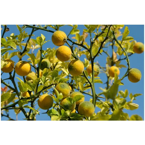   -   (. Poncirus trifoliata)  5,  390 MagicForestSeeds