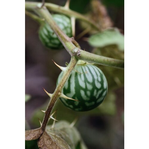   (. Solanum Viarum)  10,  345