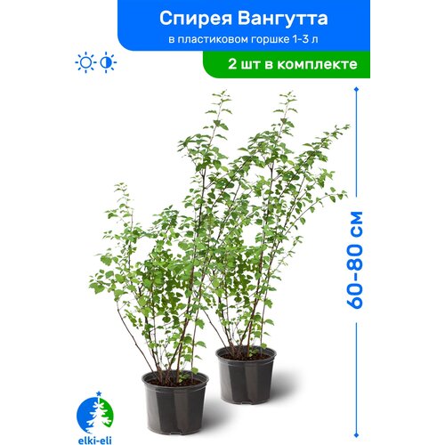 Спирея Вангутта 60-80 см в пластиковом горшке 1-3 л, саженец, лиственное живое растение, комплект из 2 шт, цена 2990р