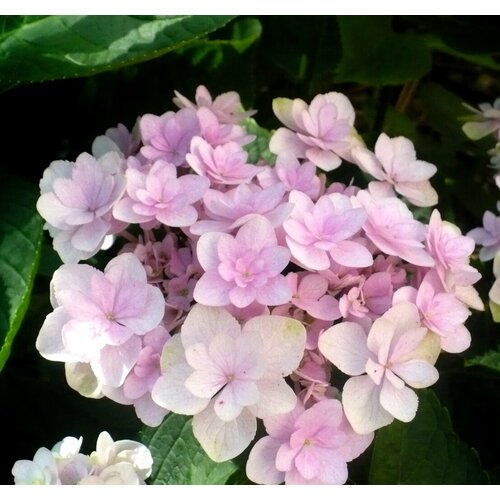   (. Hydrangea bretschneideri Dippel)  25,  370