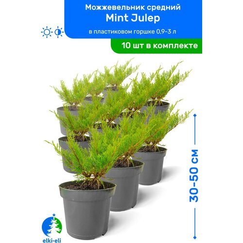 Можжевельник средний Mint Julep (Минт Джулеп) 30-50 см в пластиковом горшке 0,9-3 л, саженец, хвойное живое растение, комплект из 10 шт, цена 9990р