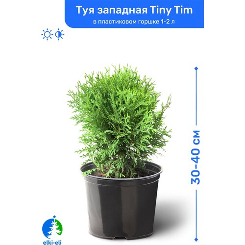 Туя западная Tiny Tim (Тини Тим) 30-40 см в пластиковом горшке 1-2 л, саженец, хвойное живое растение, цена 2945р
