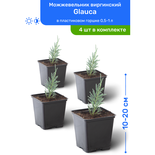 Можжевельник виргинский Glauca 10-20 см в пластиковом горшке 0,5-1 л, саженец, хвойное живое растение, комплект из 4 шт, цена 3980р