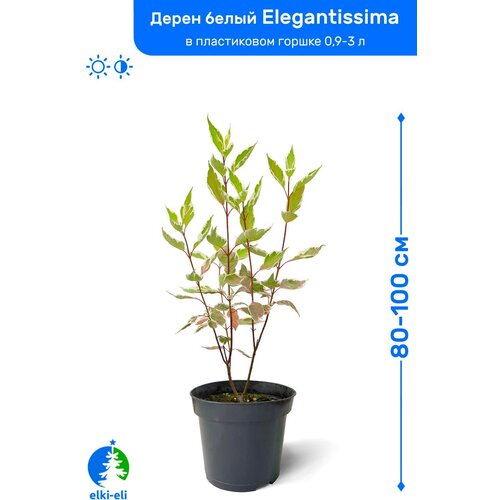 Дерен белый Элегантиссима 80-100 см в пластиковом горшке 3-5 л, саженец, лиственное живое растение, цена 1495р