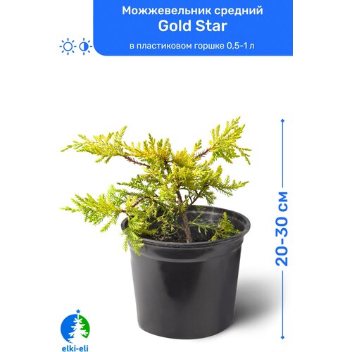 Можжевельник средний Gold Star (Голд Стар) 20-30 см в пластиковом горшке 0,5-1 л, саженец, хвойное живое растение, цена 1295р