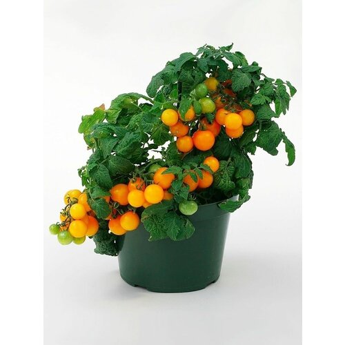    (. Solanum lycopersicum)  10,  315