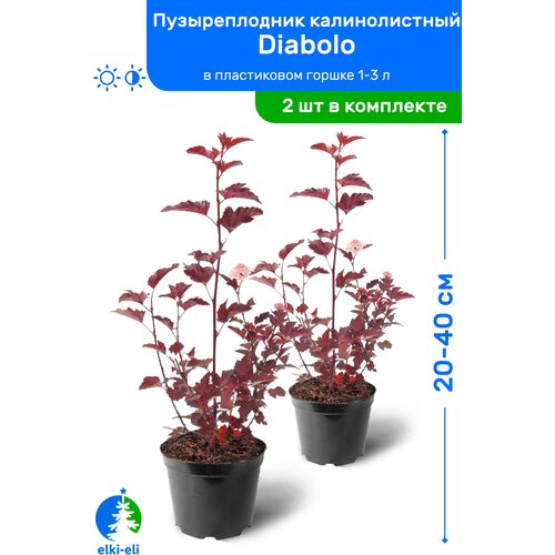 Пузыреплодник калинолистный Diabolo (Дьяболо) 20-40 см в пластиковом горшке 1-3 л, саженец, лиственное живое растение, комплект из 2 шт, цена 1350р