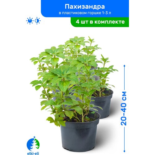 Пахизандра 20-40 см в пластиковом горшке 1-3 л, саженец, лиственное живое растение, комплект из 4 шт, цена 3180р
