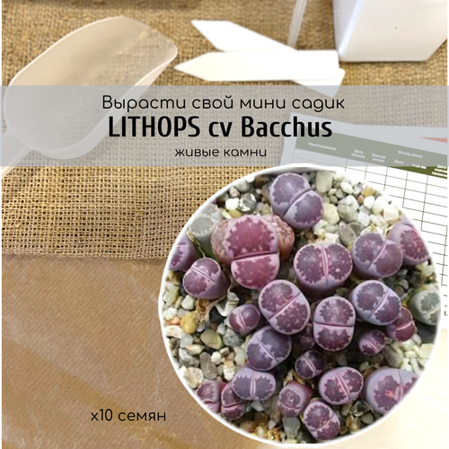    /   Lithops salicola cv. Bacchus      ,  480