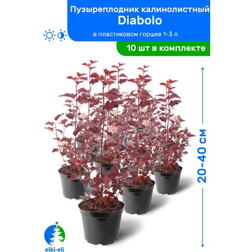 Пузыреплодник калинолистный Diabolo (Дьяболо) 20-40 см в пластиковом горшке 1-3 л, саженец, лиственное живое растение, комплект из 10 шт, цена 6250р