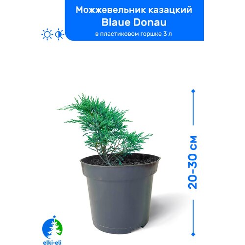 Можжевельник казацкий Blaue Donau (Блю Донау) 20-30 см в пластиковом горшке 0,9-3 л, саженец, хвойное живое растение, цена 1295р