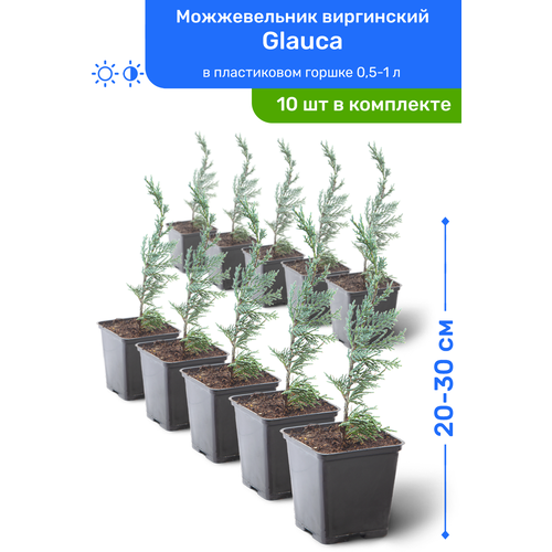 Можжевельник виргинский Glauca 20-30 см в пластиковом горшке 0,5-1 л, саженец, хвойное живое растение, комплект из 10 шт, цена 9950р