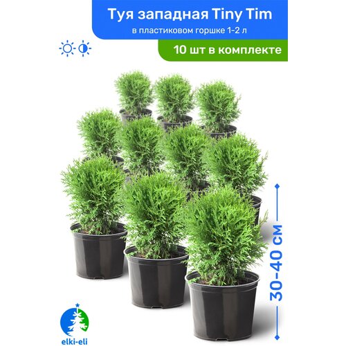Туя западная Tiny Tim (Тини Тим) 30-40 см в пластиковом горшке 1-2 л, саженец, хвойное живое растение, комплект из 10 шт, цена 25450р