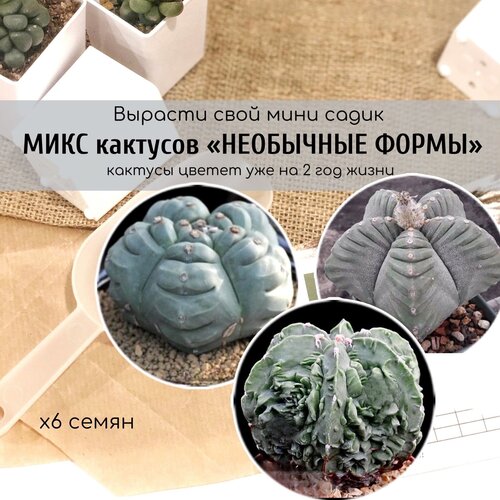          / Astrophytum myriostigma Kikko Nudum,  420