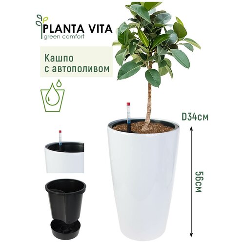  PLANTA VITA 