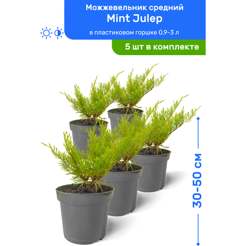 Можжевельник средний Mint Julep (Минт Джулеп) 30-50 см в пластиковом горшке 0,9-3 л, саженец, хвойное живое растение, комплект из 5 шт, цена 5495р