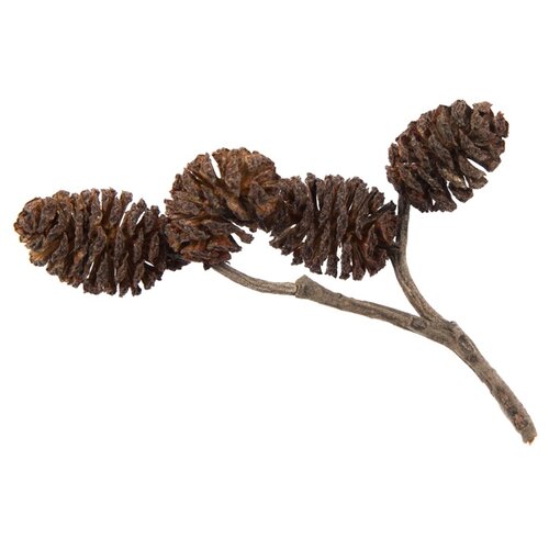 Blumentag PIF-03 ����� 10 � � 0.5 � 01 �����, ���� 310�