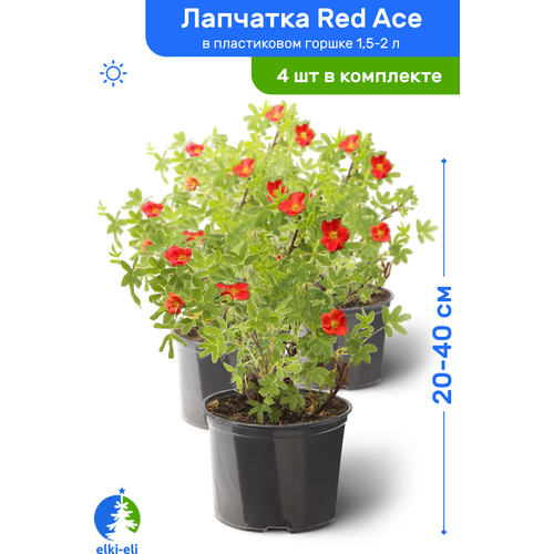 Лапчатка Red Ace (Рэд Айс) 20-40 см в пластиковом горшке 1,5-2 л, саженец, лиственное живое растение, комплект из 4 шт, цена 4543р