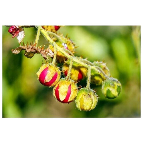   -   (. Solanum sisymbriifolium)  10,  330