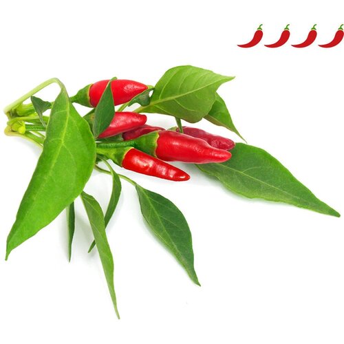 Click And Grow   Click And Grow Piri Piri Chili Pepper Plant Pods 3 .    Click And Grow   ,  3290