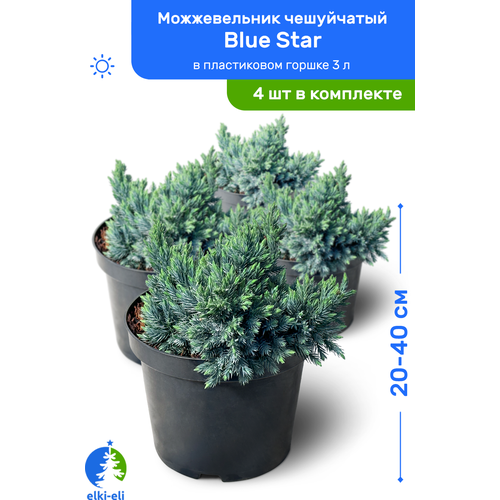 Можжевельник чешуйчатый Blue Star (Блю Стар) 20-40 см в пластиковом горшке 3 л, саженец, хвойное живое растение, комплект из 4 шт, цена 9400р