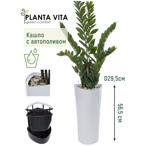  PLANTA VITA 