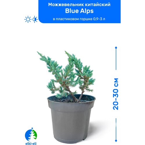 Можжевельник китайский Blue Alps (Блю Альпс) 20-30 см в пластиковом горшке 0,9-3 л, саженец, хвойное живое растение, цена 1295р
