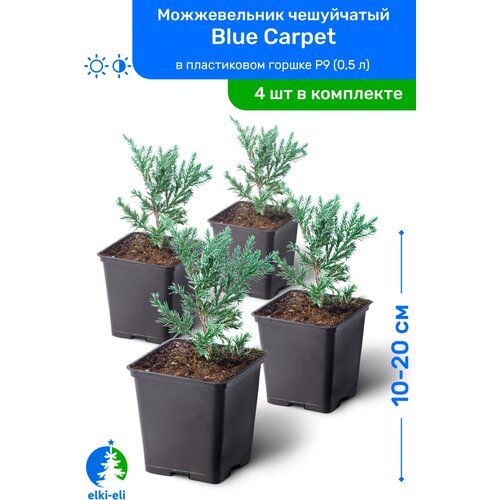 Можжевельник чешуйчатый Blue Carpet (Блю Карпет) 10-20 см в пластиковом горшке P9 (0,5 л), саженец, хвойное живое растение, комплект из 4 шт, цена 3980р