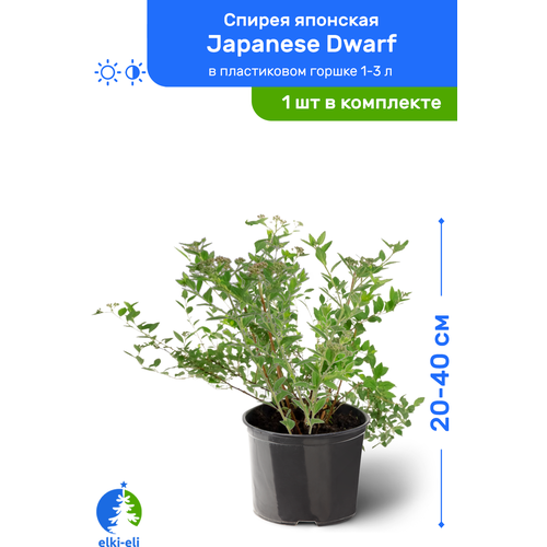 Спирея японская Japanese Dwarf (Джапаниз Дварф) 20-40 см в пластиковом горшке 1-3 л, саженец, лиственное живое растение, цена 2030р