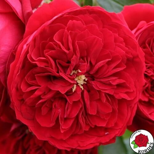 Роза флорибунда Rotkappchen, цена 1023р