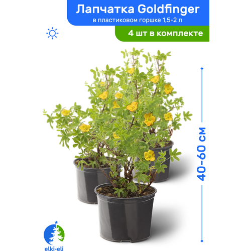 Лапчатка Goldfinger (Голдфингер) 40-60 см в пластиковом горшке 1,5-2 л, саженец, лиственное живое растение, комплект из 4 шт, цена 5628р