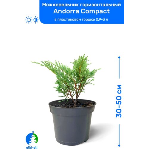 Можжевельник горизонтальный Andorra Compact (Андорра Компакт) 30-50 см в пластиковом горшке 0,9-3 л, саженец, хвойное живое растение, цена 2150р