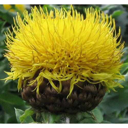    (. Centaurea macrocephala)  30,  345 MagicForestSeeds