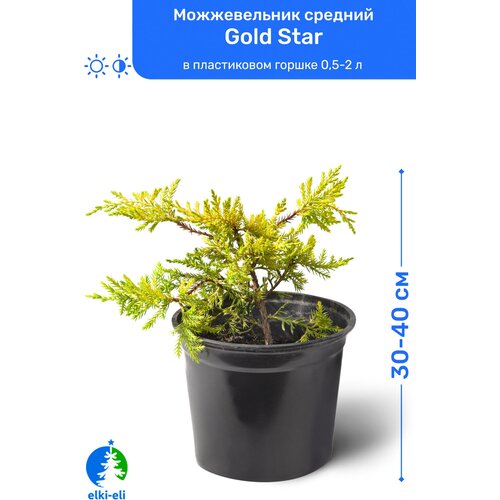 Можжевельник средний Gold Star (Голд Стар) 30-40 см в пластиковом горшке 0,5-2 л, саженец, хвойное живое растение, цена 1595р