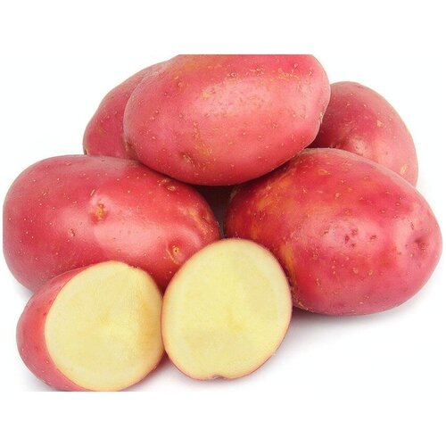Картофель семенной Розара, 2 кг, для посадки в конце весны, высококачественный. Данный сорт отличается отменными вкусовыми качествами., цена 957р