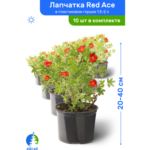 Лапчатка Red Ace (Рэд Айс) 20-40 см в пластиковом горшке 1,5-2 л, саженец, лиственное живое растение, комплект из 10 шт, цена 9718р