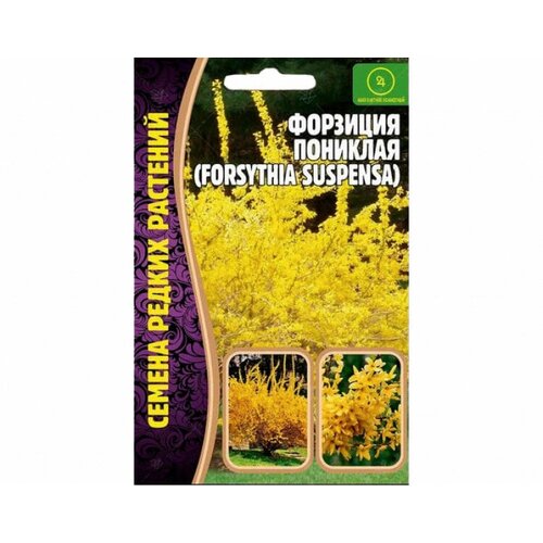    (forsythia suspensa) (20 ),  210