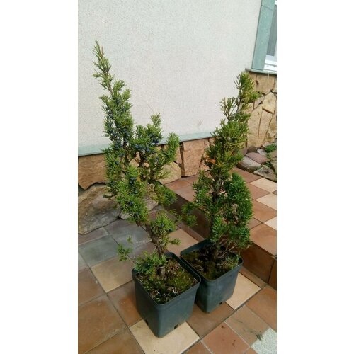 Саженец живое растение Можжевельник китайский Робуста Грин Juniperus chinensis «Robusta Green», цена 4490р