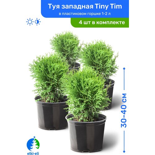 Туя западная Tiny Tim (Тини Тим) 30-40 см в пластиковом горшке 1-2 л, саженец, хвойное живое растение, комплект из 4 шт, цена 10980р