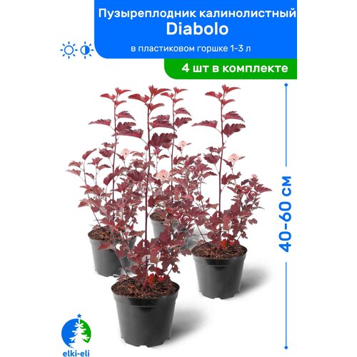 Пузыреплодник калинолистный Diabolo (Дьяболо) 40-60 см в пластиковом горшке 1-3 л, саженец, лиственное живое растение, комплект из 4 шт, цена 3180р