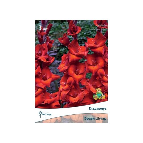 Гладиолусы крупноцветковые Браун Шугар, цена 349р