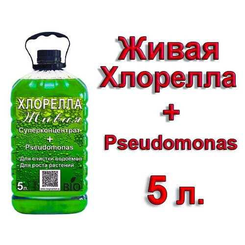    +   Pseudomonas, 5 ,  400 