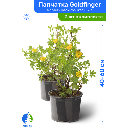 Лапчатка Goldfinger (Голдфингер) 40-60 см в пластиковом горшке 1,5-2 л, саженец, лиственное живое растение, комплект из 2 шт, цена 3323р