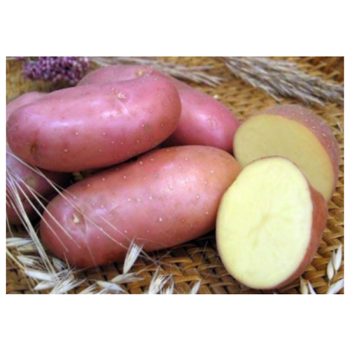 Семенной картофель ред скарлет (суперэлита), цена 899р