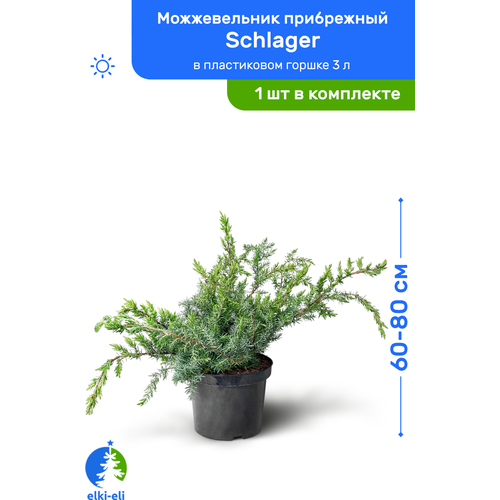 Можжевельник прибрежный Schlager (Шлягер) 60-80 см в пластиковом горшке 3 л, саженец, хвойное живое растение, цена 3950р