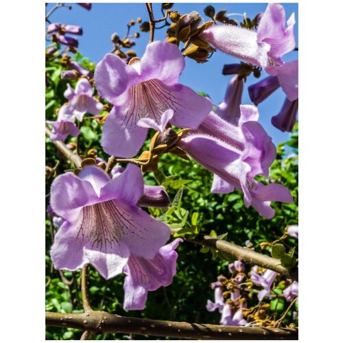    ( ) /    / Paulownia tomentosa, 300 ,  320