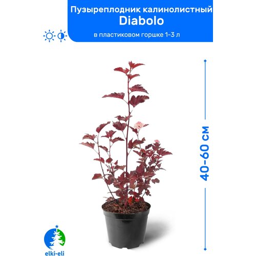 Пузыреплодник калинолистный Diabolo (Дьяболо) 40-60 см в пластиковом горшке 1-3 л, саженец, лиственное живое растение, цена 895р