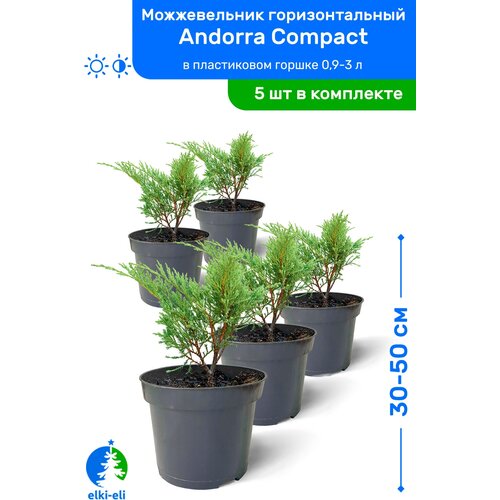 Можжевельник горизонтальный Andorra Compact (Андорра Компакт) 30-50 см в пластиковом горшке 0,9-3 л, саженец, хвойное живое растение, комплект из 5 шт, цена 9750р